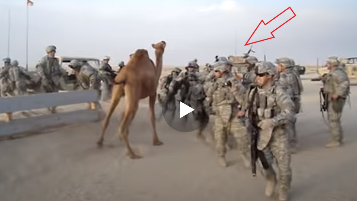 Shikoni pamjet nga momenti kur deveja suImon ushtaret pasi ata futen ne territorin e tyre..(VIDEO)