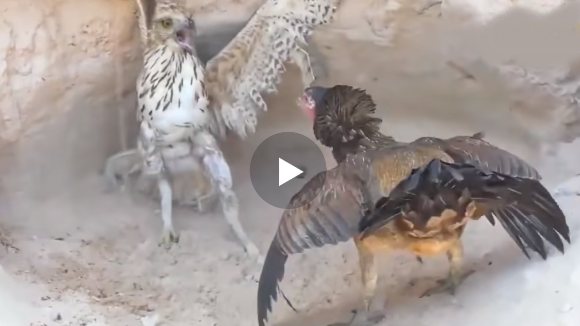 Shikoni pamjet qe tregojn se cfare i ndodhi shqiponjes ne momentin kur ajo suImoi pulen ..(VIDEO)