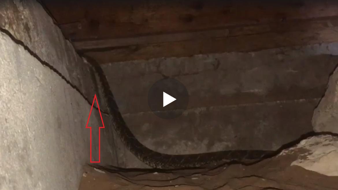 Futet ne bodrumin e shtepis per te reguIluar kabllot e rrymes, por ajo se cfare gjen aty do tjj le pafjal..(VIDEO)