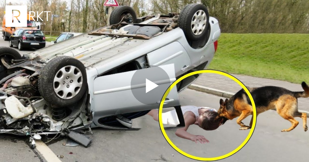 Gruaja që po vdiste shpëtohet nga një qen i pastrehë pas aksidentit ai e tërhoqi atë…(VIDEO)
