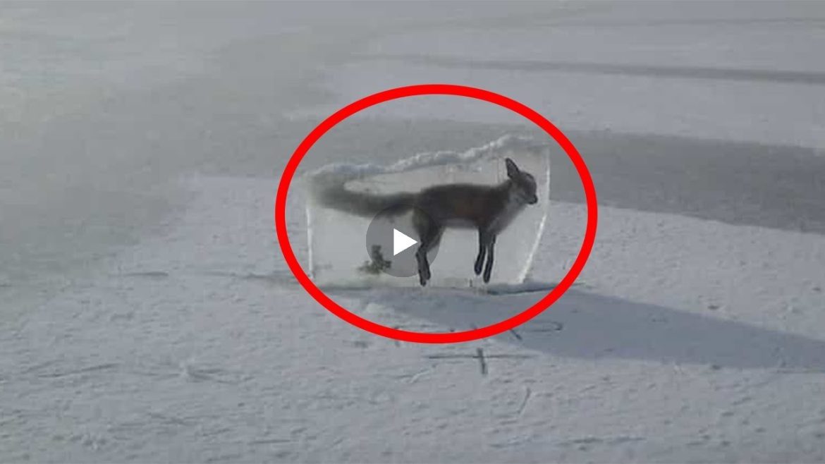 Shikoni pamjet se si kishte ngrir kjo kafsh, Por ajo se cfare ndodhi me pas eshte e pabesueshme..(VIDEO)