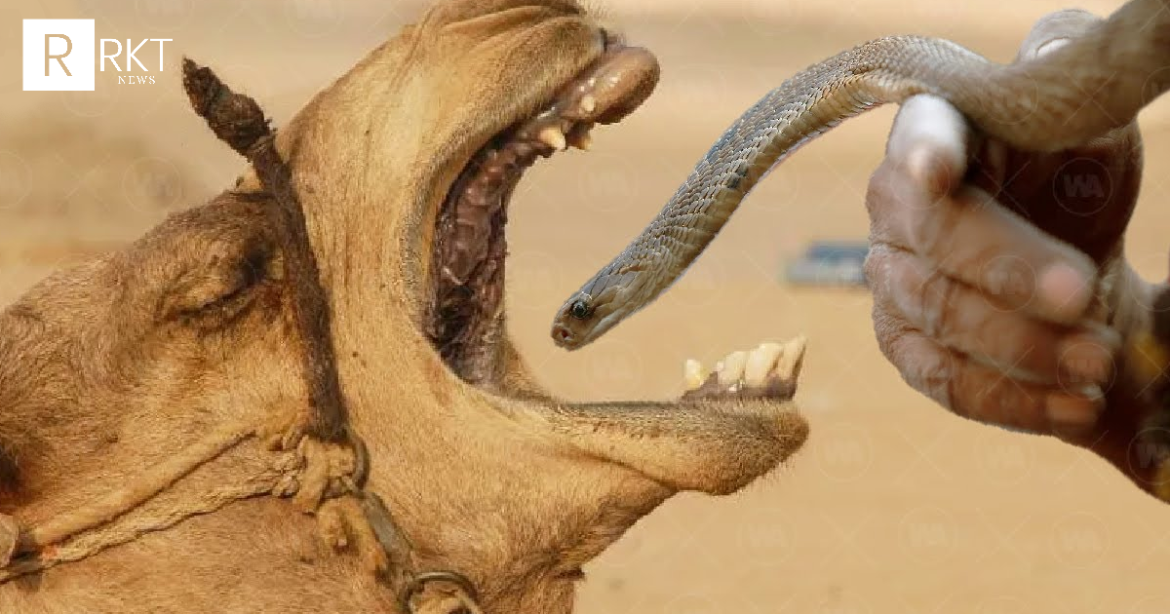 Ja çfarë ndodh nëse ushqeni një deve me një gjarpër helmues…(VIDEO)