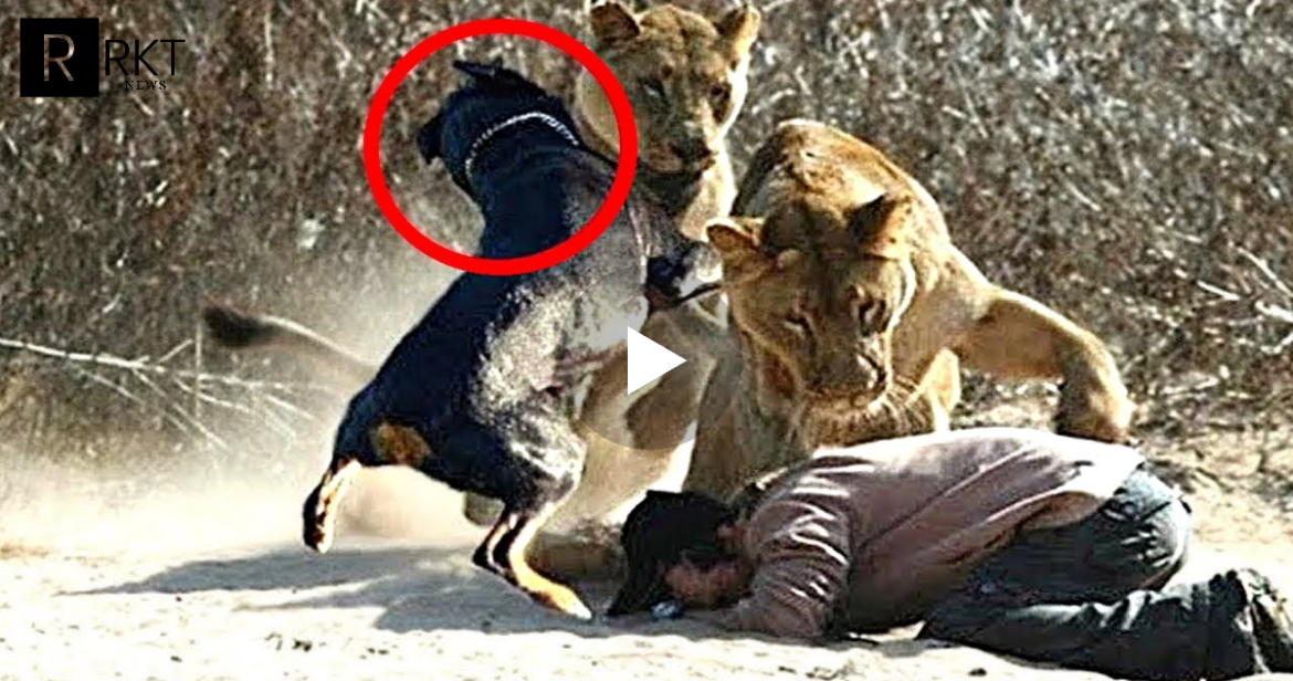 SubhanAllah/ Shikoni se si Qeni i shpëton jetën pronarit nga Luanët, ai ishte duke u falur dhe i ndodhi e papritura…(VIDEO)