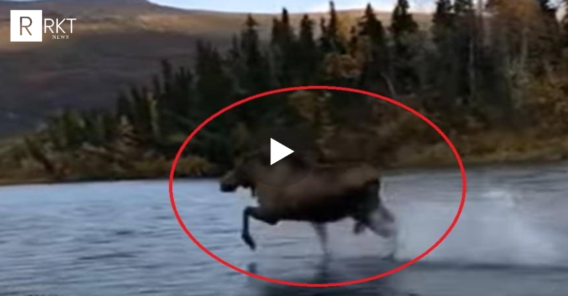 Pamje të pazakonta! Kjo është kafsha e vetme në botë që arrin të ecë mbi ujë me një shpejtesi të çuditshme (VIDEO)