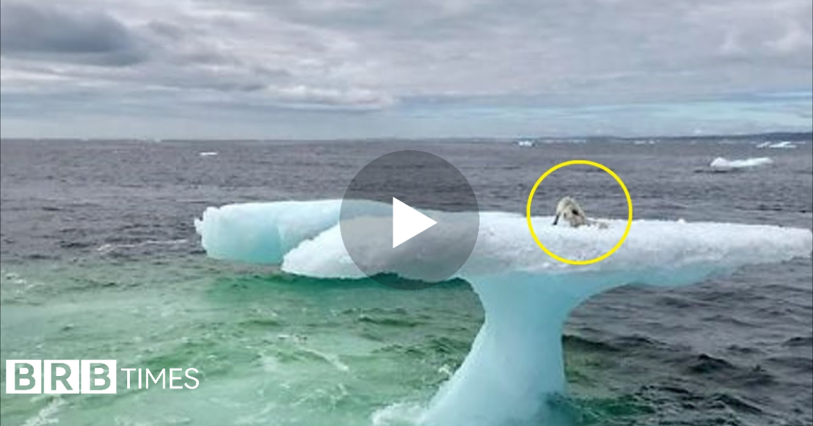 Peshkatarët panë diçka të çuditshme në një ajsberg, pasi u afruan nuk u besonin syve..VIDEO