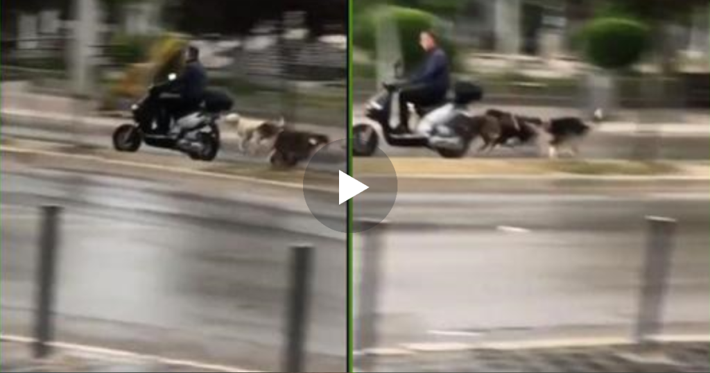 Një tufë qensh sulmojnë një burrë në mes të ditës në Shkup..Pamje nga momenti