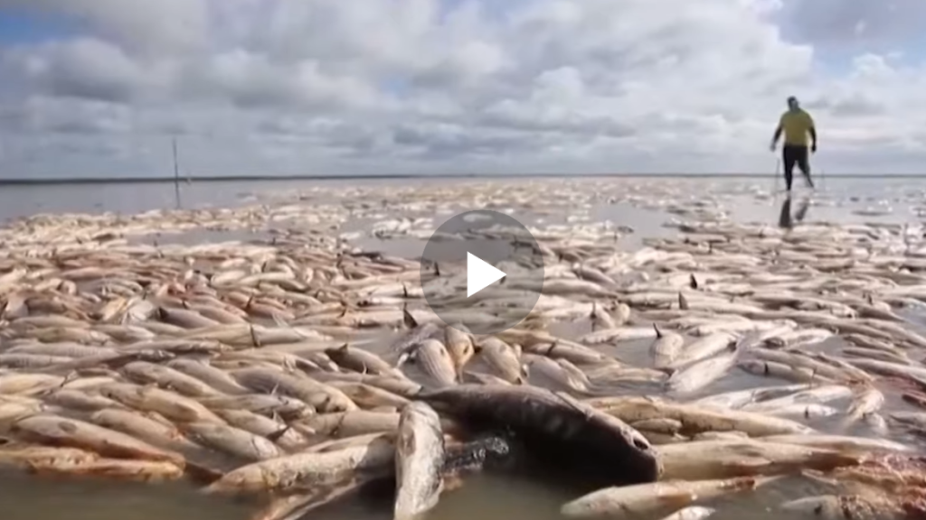Deti afer thatesires, Shikoni pamjet nga plazhi qe eshte mbushur me peshqi nga thatesirat qe kan kapluar..(VIDEO)