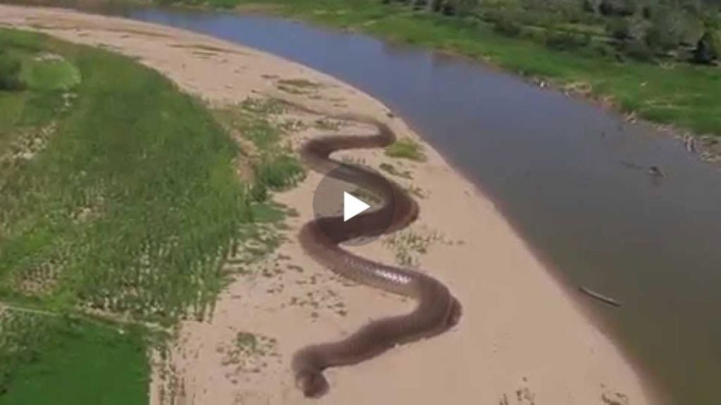 Shikoni pamjet nga gjarpri me i madh qe kan kapur kamerat ne kete lum, Ja se ku qendronte ai..(VIDEO)